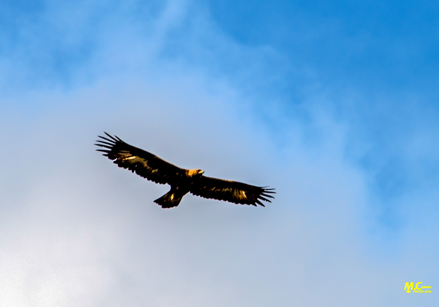 Aquila-reale2_13032016