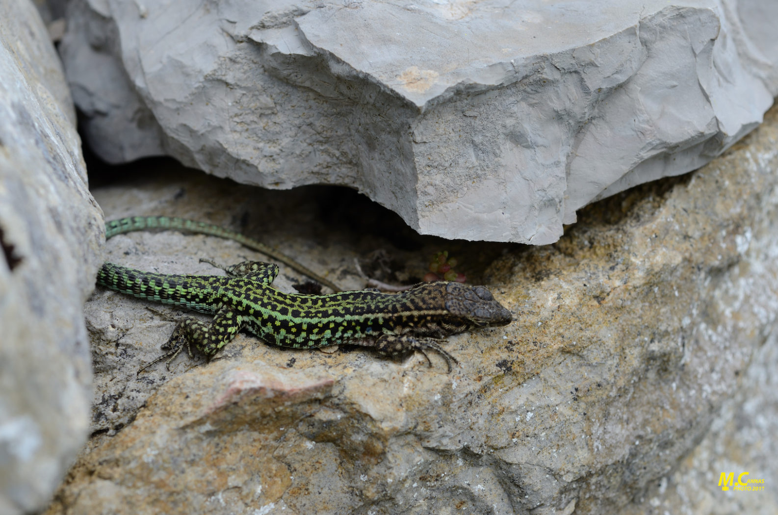 Lucertola tirrenica