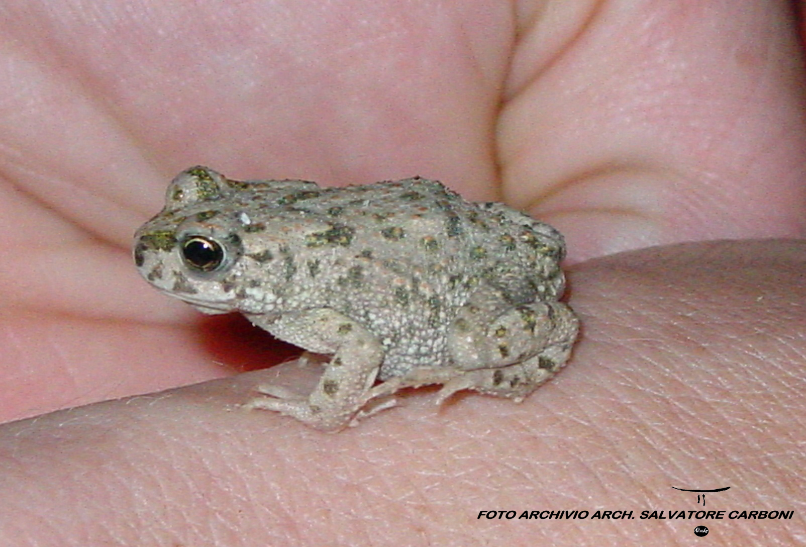 Bufo viridis