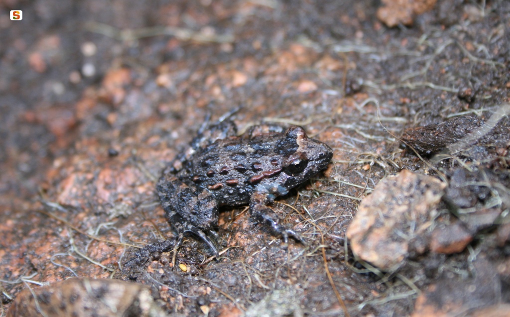 Discoglosso sardo  Casula Paolo Forestas